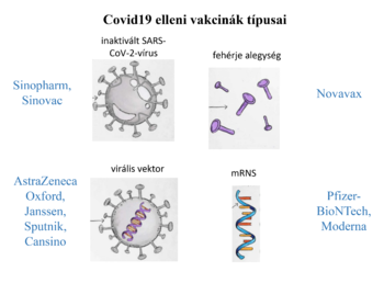 Covid19 elleni vakcinák típusai A Covid19 elleni vakcinák típusai: inaktivált vírus, fehérje alegység, virális vektor, mRNS.