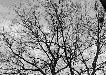 Kopár fa ágai az ég felé nyúlnak Fekete-fehér kép egy kopár fáról, amelynek ágai az ég felé nyúlnak.
