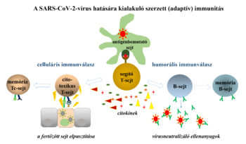 SARS-CoV-2 vírus hatására kialakuló adaptív immunitás Diagram a SARS-CoV-2 vírus hatására kialakuló szerzett immunitásról, celluláris és humorális válaszokkal.