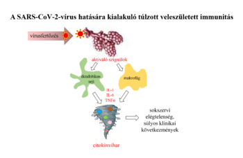 SARS-CoV-2 vírus okozta túlzott immunválasz és citokinvihar A SARS-CoV-2 vírus hatására kialakuló túlzott veleszületett immunválasz, citokinvihar és súlyos klinikai következmények.