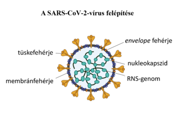A SARS-CoV-2 vírus szerkezete A SARS-CoV-2 vírus szerkezete, tüske fehérje, membránfehérje, envelope fehérje, nukleokapszid, RNS-genom.